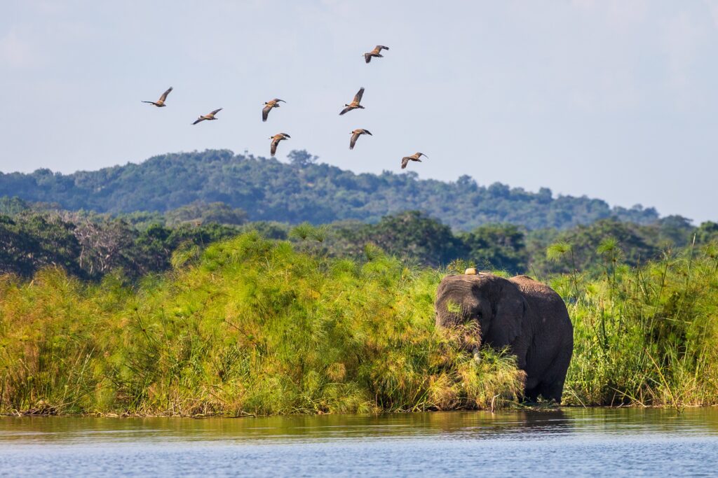 elephant akager