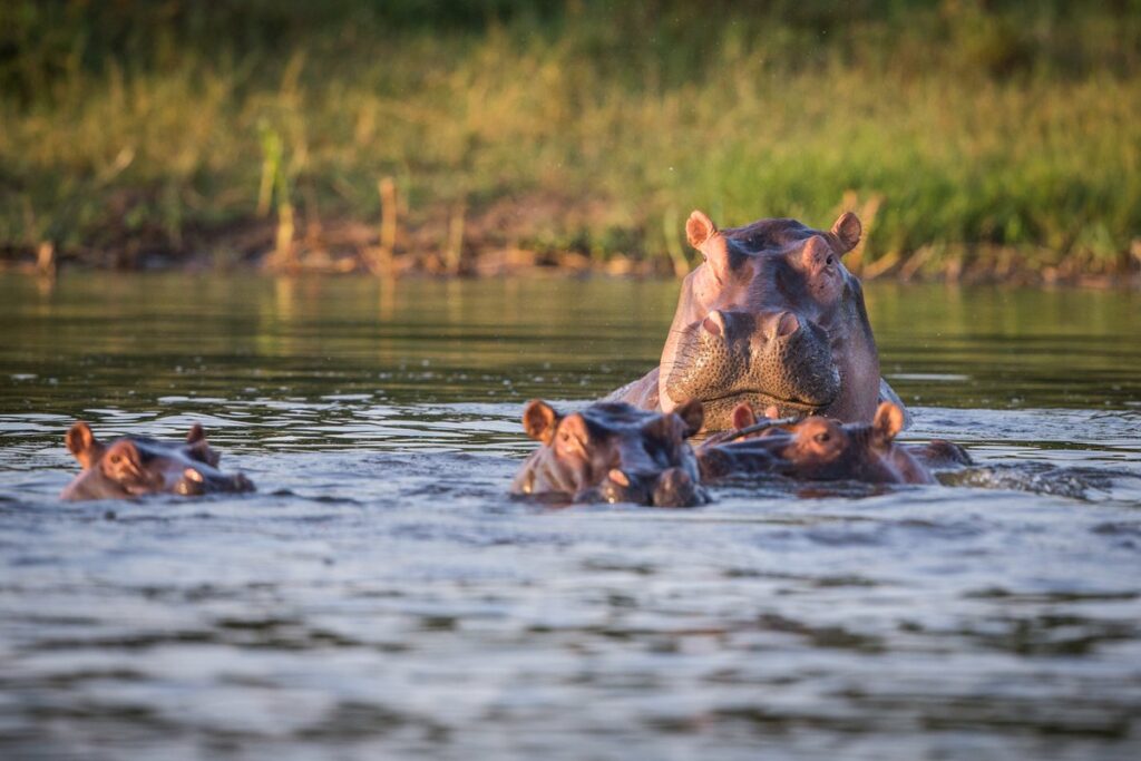 hippo in akagera np